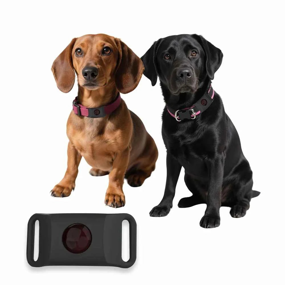 Best Anti-Flea & Tick Dog & Cat Collar 2025 – Safe Adjustable Pet Collar with Essential Oils